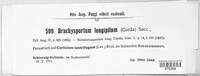 Image of Melanomma subdispersum